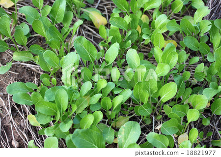Seedling of chinese kale. Seedling of chinese kale. 18821977