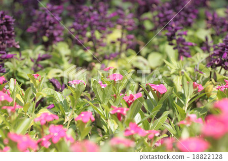 Winter flowers of colorful. Winter flowers of colorful. 18822128