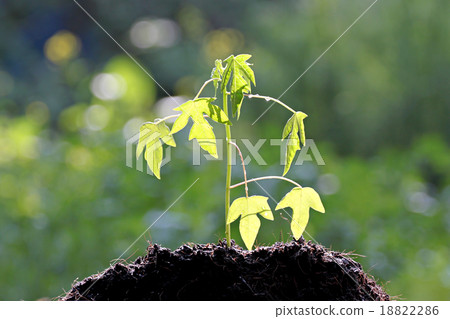 Papaya seedlings growing. Papaya seedlings growing. 18822286