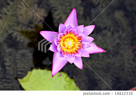 Hight view Violet lotus in the pool. 18822310
