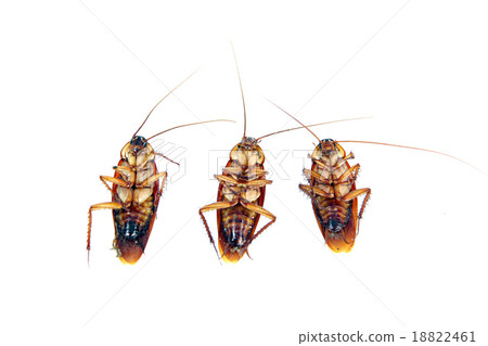 Dead Cockroaches isolated. Dead Cockroaches isolated. 18822461