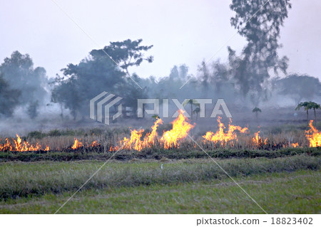 Burning the grass after harvest. 18823402