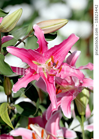 Pink Lily in the garden. Pink Lily in the garden. 18823442