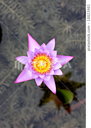Violet lotus in the pool. 18823981