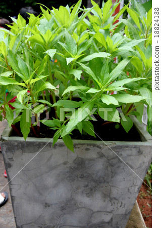 Green tree in a large potted. 18824188