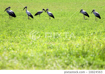 Egret is a group on meadow. Egret is a group on meadow. 18824563