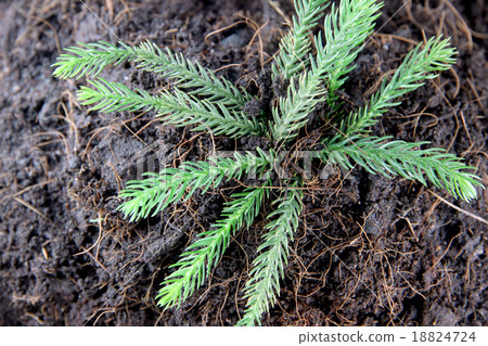 Pine tree growing on ground. Pine tree growing on ground. 18824724