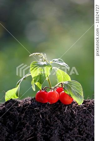 Tomato seedlings growing out the ground. Tomato seedlings growing out the ground. 18824727