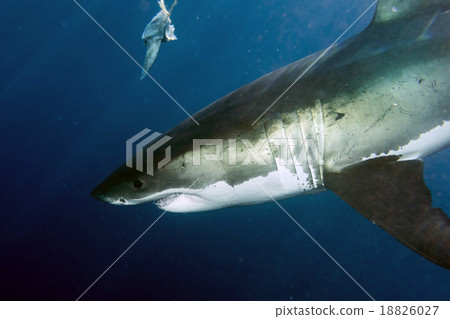 Great White shark ready to attack 18826027