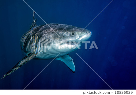 Great White shark ready to attack Great White shark ready to attack 18826029