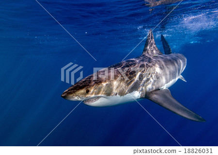Great White shark ready to attack 18826031