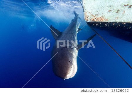 Great White shark ready to attack 18826032