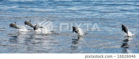 common dolphin jumping outside the ocean 18826046