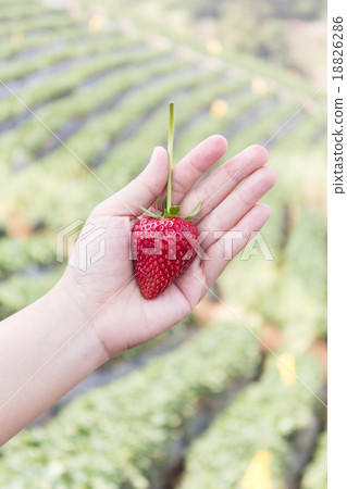 Strawberry on hand with beautiful green background. 18826286