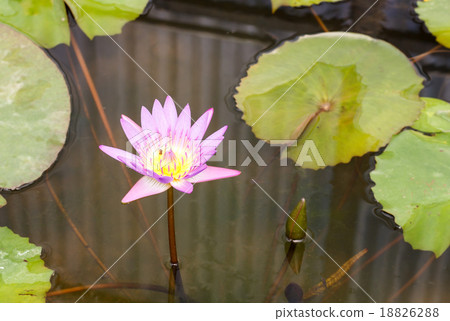Beautiful purple lotus flower in pond Beautiful purple lotus flower in pond 18826288
