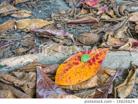 The leaves and fruit of the sea almond 18826824