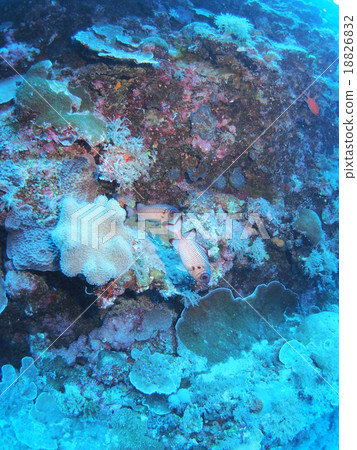 它停留在帕勞Akamatsukasa海的下降 18826832