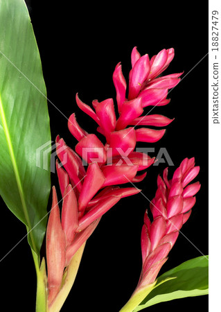 Torch Ginger red flower 18827479