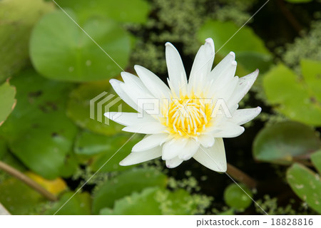 White lotus White lotus 18828816