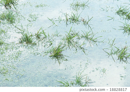 Grass in shallow water Grass in shallow water 18828817