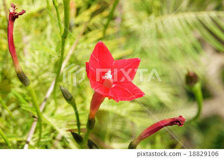 Roucow grass (red) Roucow grass (red) 18829106