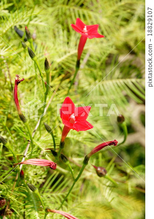Roucow草(紅色) Roucow草(紅色) 18829107