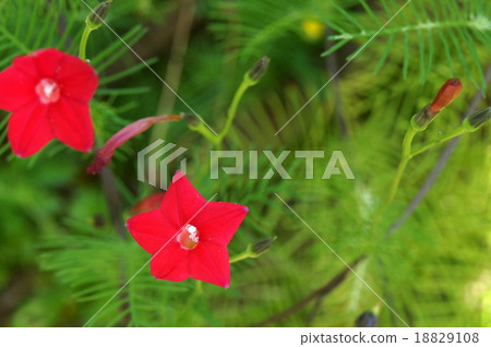 Roucow草(紅色) Roucow草(紅色) 18829108
