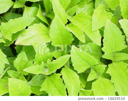 green leaf leaves tropical plant background green leaf leaves tropical plant background 18829510