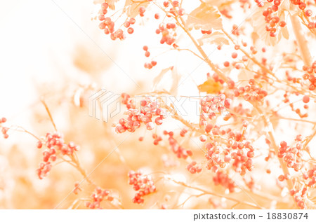Rowan autumn background 18830874