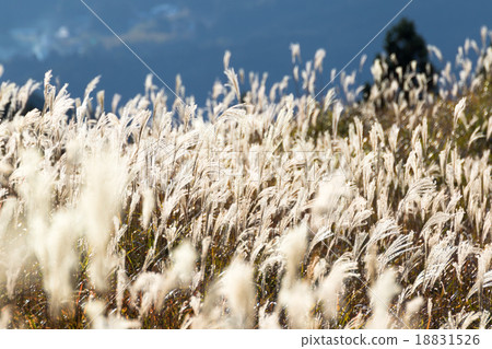 銀色閃亮的Susuki 18831526