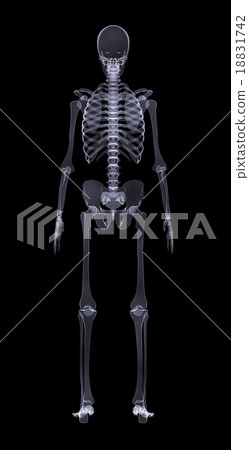 Human skeleton on black, rear view 18831742
