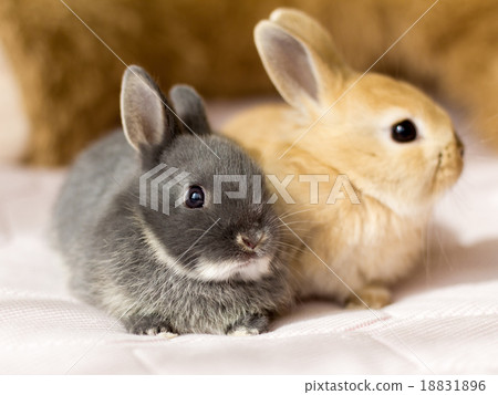 Baby rabbit 18831896