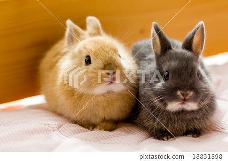 Baby rabbit 18831898