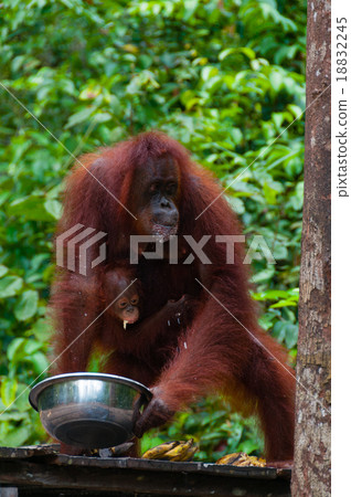 Orang Utang drinking from bowl in jungle of Borneo 18832245
