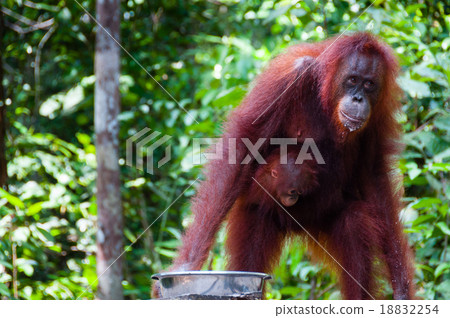 Female Orang Utang with baby in jungle of Borneo Female Orang Utang with baby in jungle of Borneo 18832254