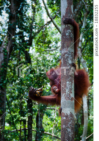 Orang Utan sitting on a tree in the jungle 18832255