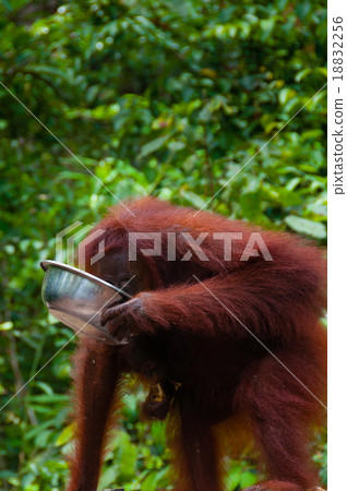 Orang Utang drinking from bowl in jungle of Borneo Orang Utang drinking from bowl in jungle of Borneo 18832256
