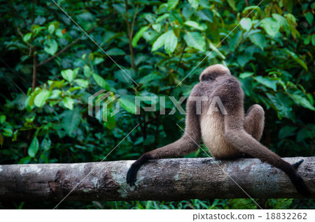 Gibbon sitting on a tree Gibbon sitting on a tree 18832262