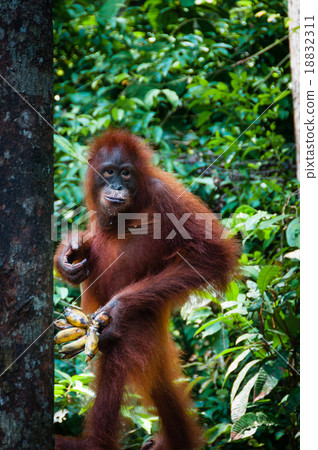 Orang Utang standing with banana in hand 18832311