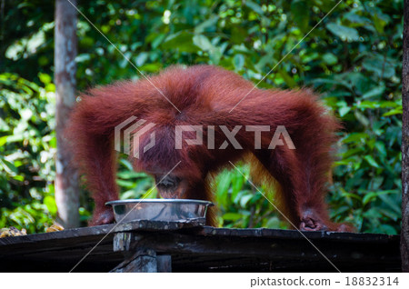 Orangutang drinking from bowl in jungle 18832314