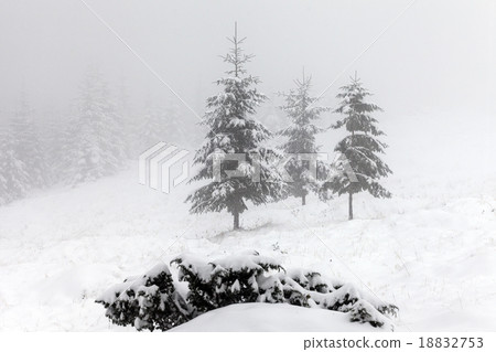 Foggy forest in winter 18832753