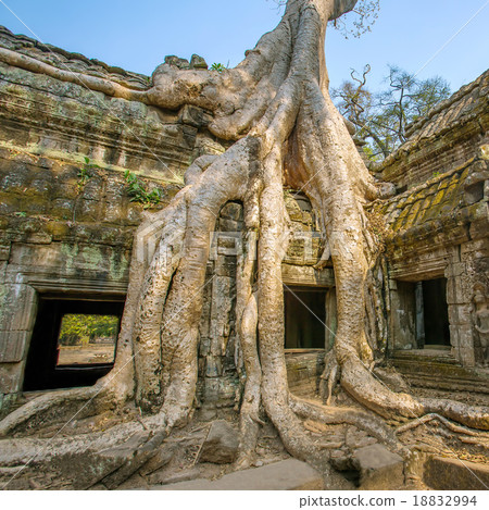 Giant tree covering stones of Ta Prohm temple 18832994