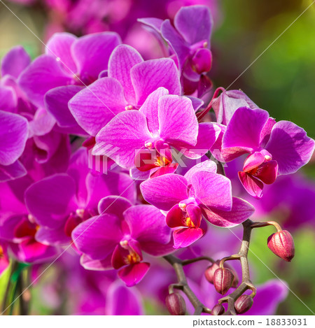 Beautiful purle orchid flowers closeup Beautiful purle orchid flowers closeup 18833031