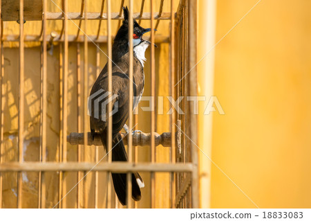 Red-whiskered Bulbul (Pycnonotus jocosus) Red-whiskered Bulbul (Pycnonotus jocosus) 18833083