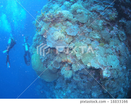 傳播在Palauan海的珊瑚礁和潛水者下降 傳播在Palauan海的珊瑚礁和潛水者下降 18833166