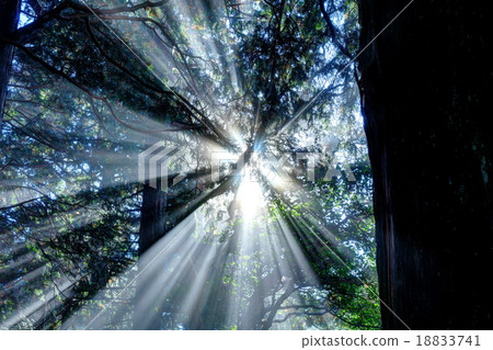 Onsen Hakone Park Lightning of cedar forest Onsen Hakone Park Lightning of cedar forest 18833741