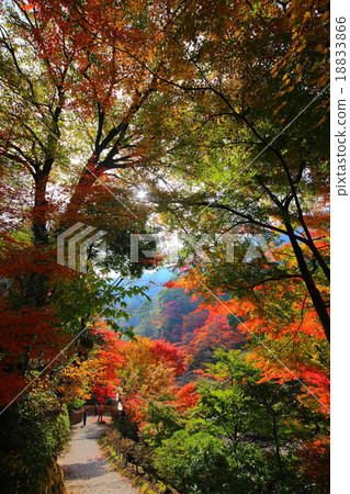 Hikoshiyama秋葉 18833866