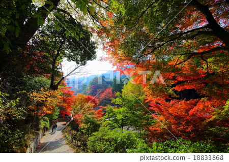 彥山的紅葉(福岡縣曾江田町) 彥山的紅葉(福岡縣曾江田町) 18833868
