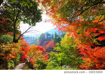 Autumn leaves of Hikoshiyama 18833869
