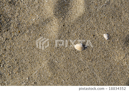 Kamezaki beach green area sand beach and shell Kamezaki beach green area sand beach and shell 18834352